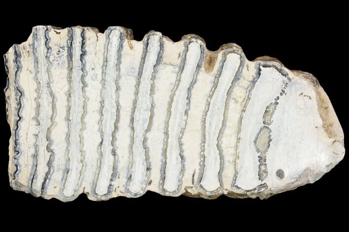 Polished Mammoth Molar Section - South Carolina #125541